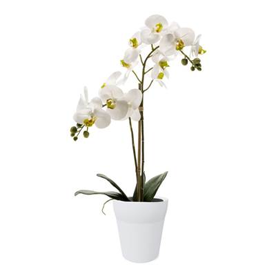 PHALAENOPSIS Orkidea í hvítum potti 65cm hvít