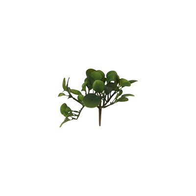 SUCCULENT Gerviplanta 15cm græn